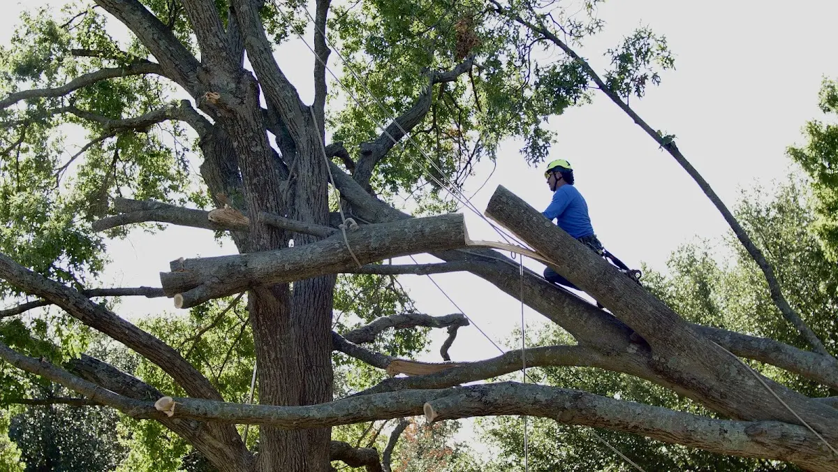 Professional Crown Thinning performed by certified arborists in Marquez