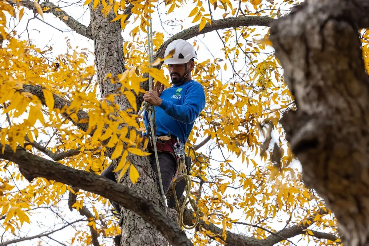 Skilled Tree Trimming crew working in Marquez
